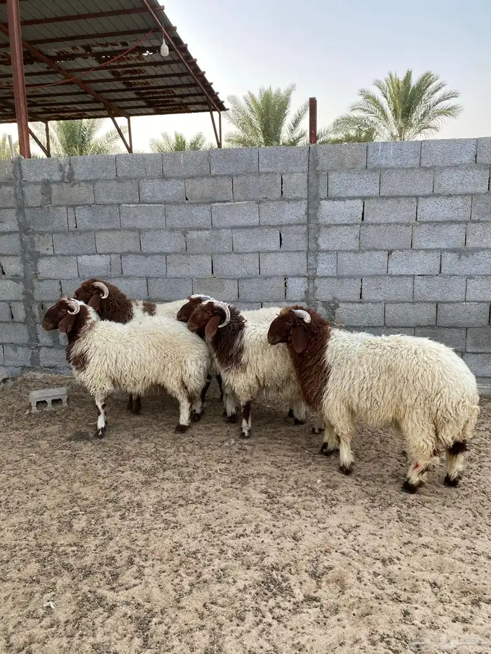 ضحايا نعيم بلدي فاخر تم البيع بالكامل 2