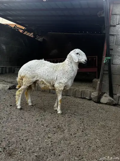 خروف 1