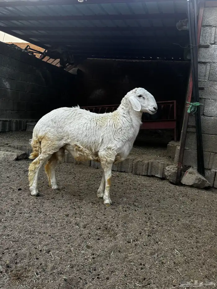 خروف 1