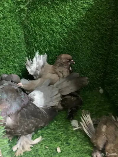 رقاص امريكي 7