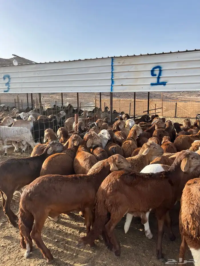 طليان سواكن حمري فاخر ام روابه مرابى ضحايا 65