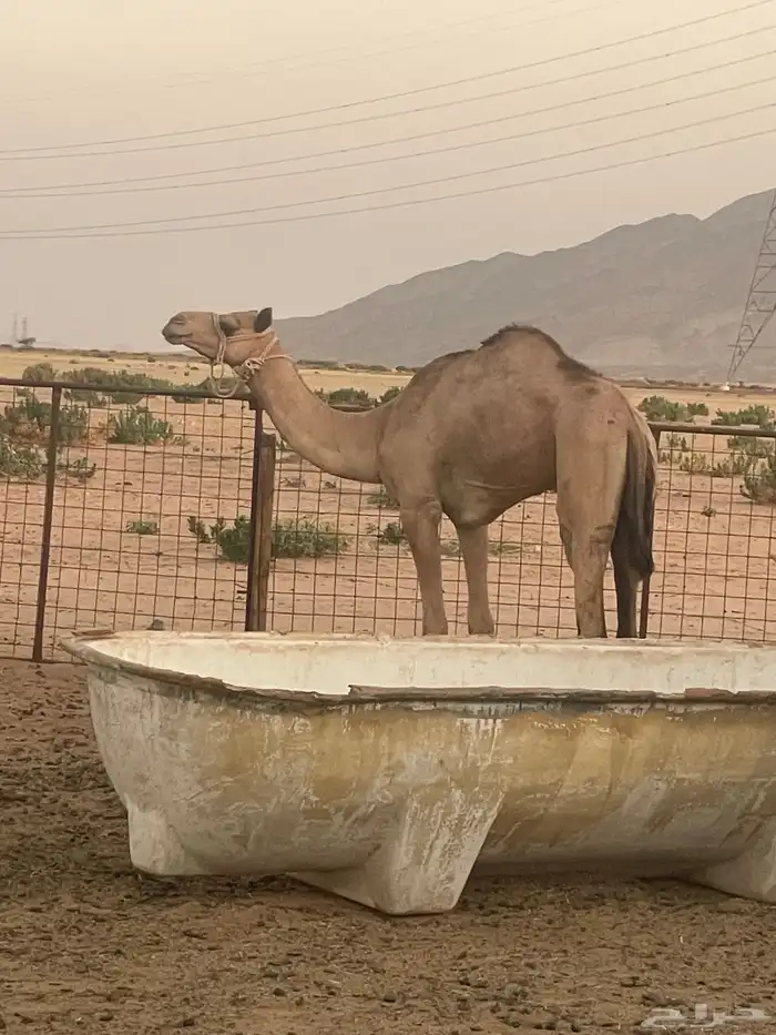 ركبي حر جذع بيقلع ثنايا تم البيع 2