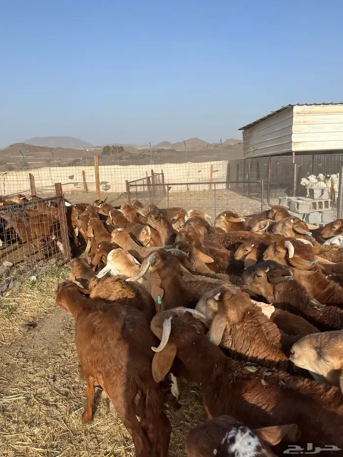 طليان سواكن حمري فاخر ام روابه مرابى ضحايا 37