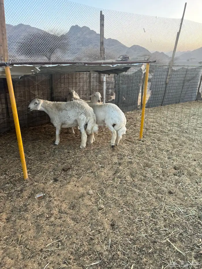 طليان ضحايا 3