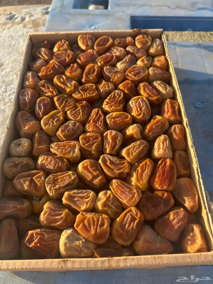 تمر مفتل سكري للبيع ( تم البيع ) 0