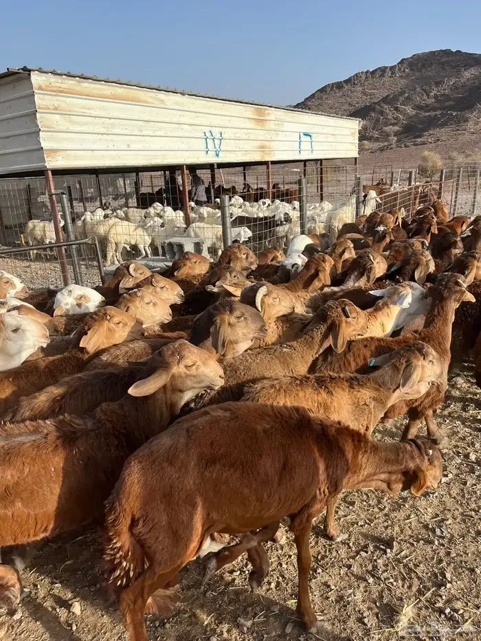 طليان سواكن حمري فاخر ام روابه مرابى ضحايا 52