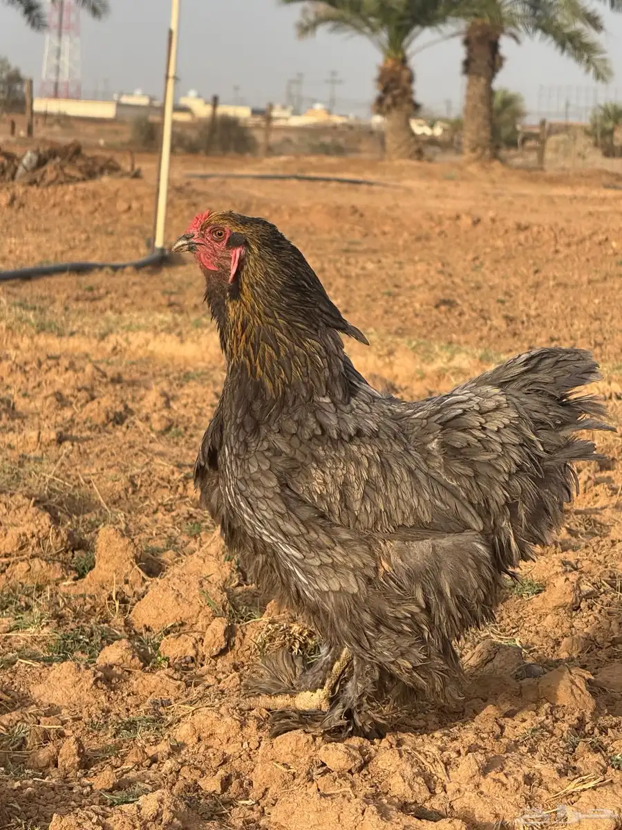 دجاج البيع 1