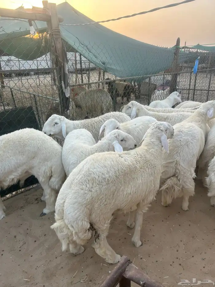 حريات جبر ناهي وحريات وسط ونعيم جبر ونعيم وسط 0