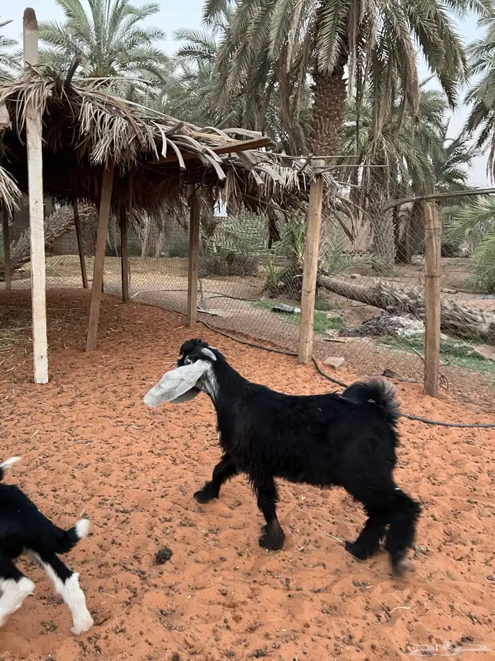 تيس صنف فاخر 0