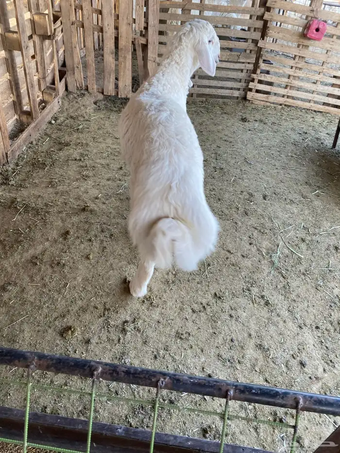 البيع طلي ما يضحي عمره 4شهور وفيه فل شحم ونظيف 3