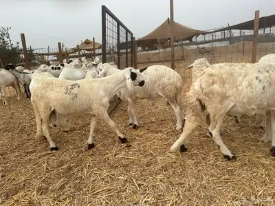 ذبايح سواكني للبيع الموقع المزرعه 1