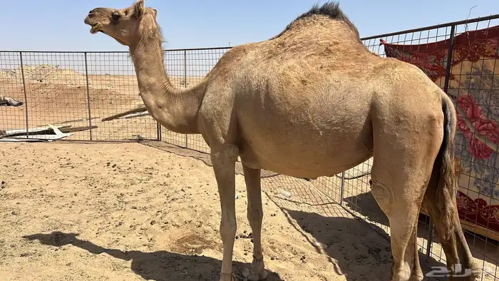 نافه حايل سمين 0