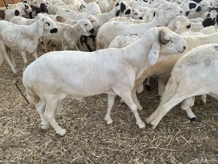 غنم سواكني -اضاحي- جملة وتجزئة 4