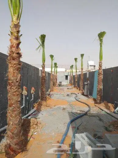 نخيل واشنطن 2
