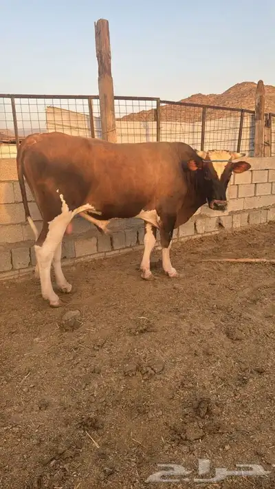 ثور ثني يمشي خطين ضحيه وفحل 0