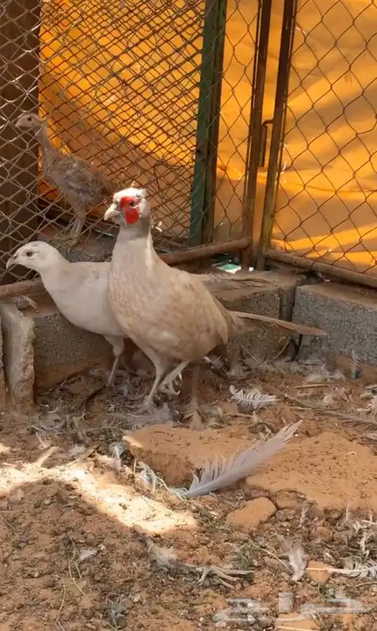 فزنت امريكي 1