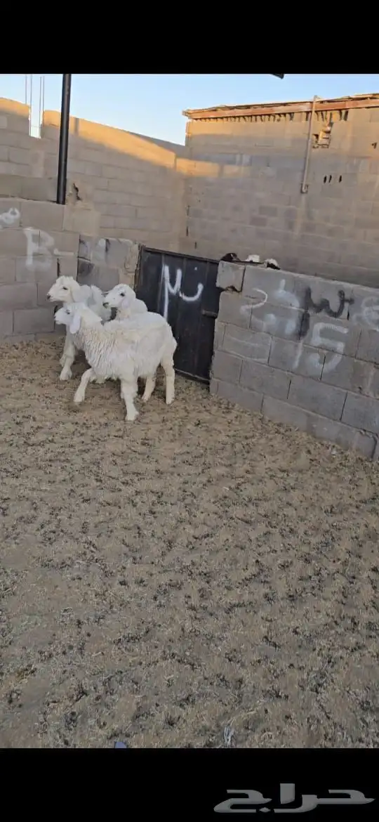 رخال للبيع 4