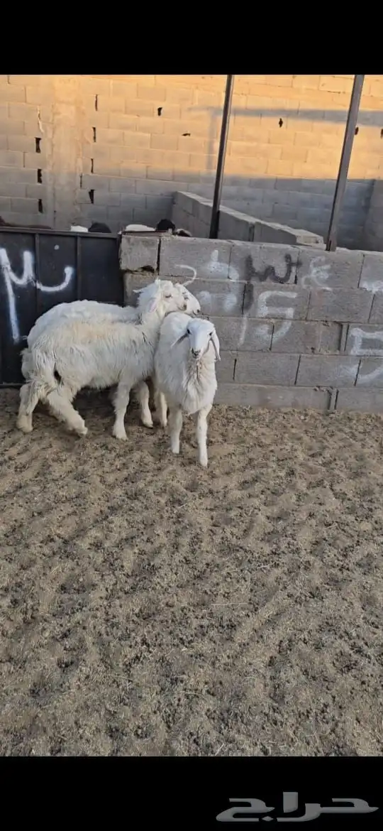 رخال للبيع 1