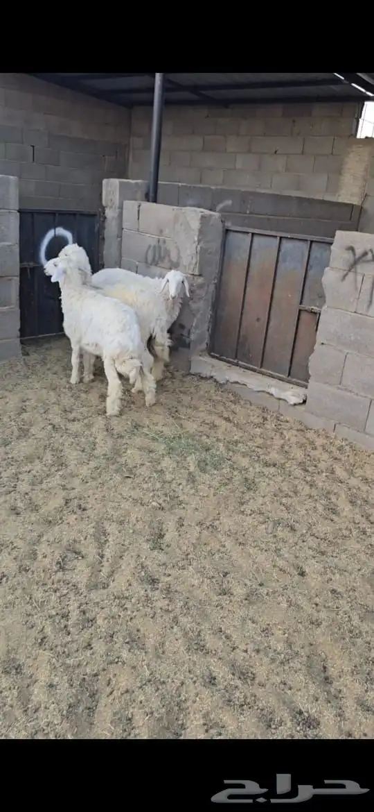 رخال للبيع 3