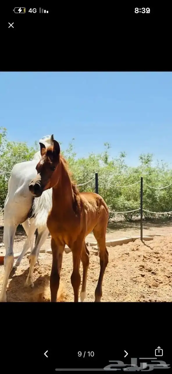 عربه نقل خيل 1