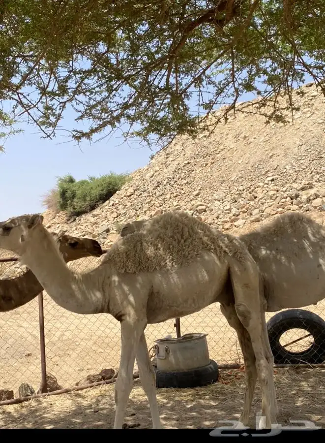 مفاريد ناهيه مشروطه 5