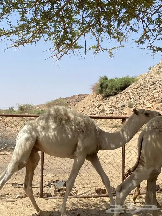 مفاريد ناهيه مشروطه 4