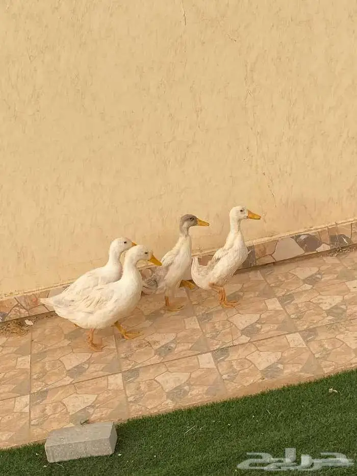 سلام عليكم بط بكيني على سوم مستعجل سبب لبيع نبغا نسافر 1
