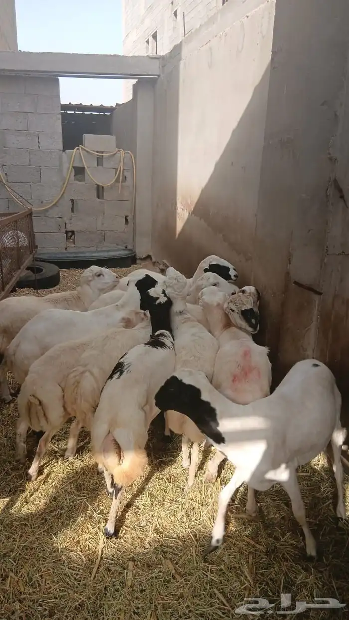 اضاحي للبيع 5