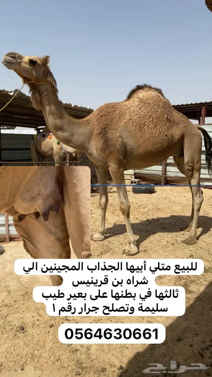 متلي طيبه وهديه ولبنها واجد 0