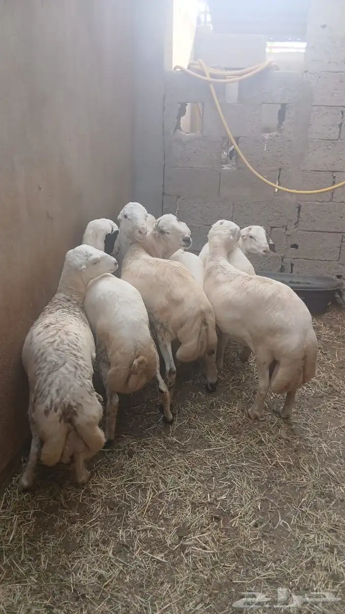 اضاحي للبيع 8