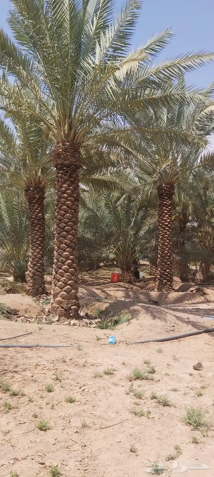توريد سياج امني وتوريد اشجار ونخيل 0