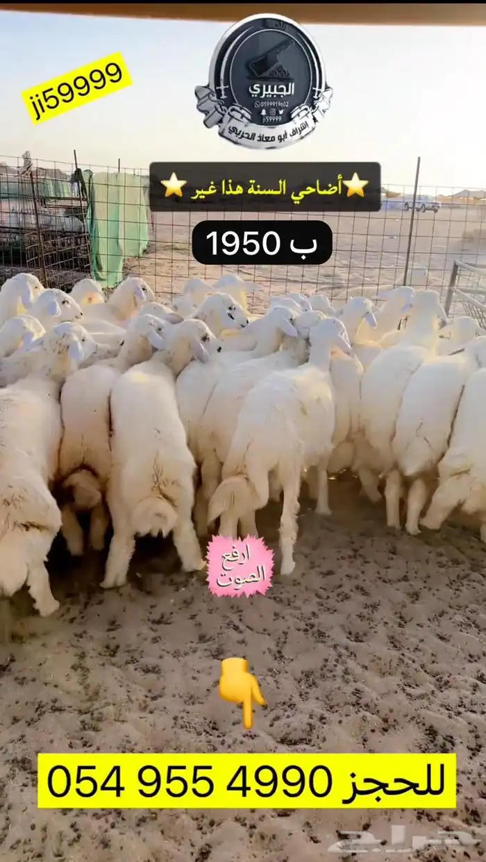 اضاحي حري وسواكني 3
