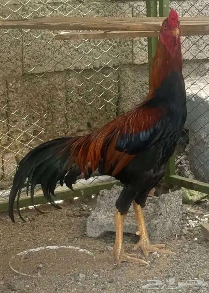 ديك باكستاني لون مميز للبيع 2