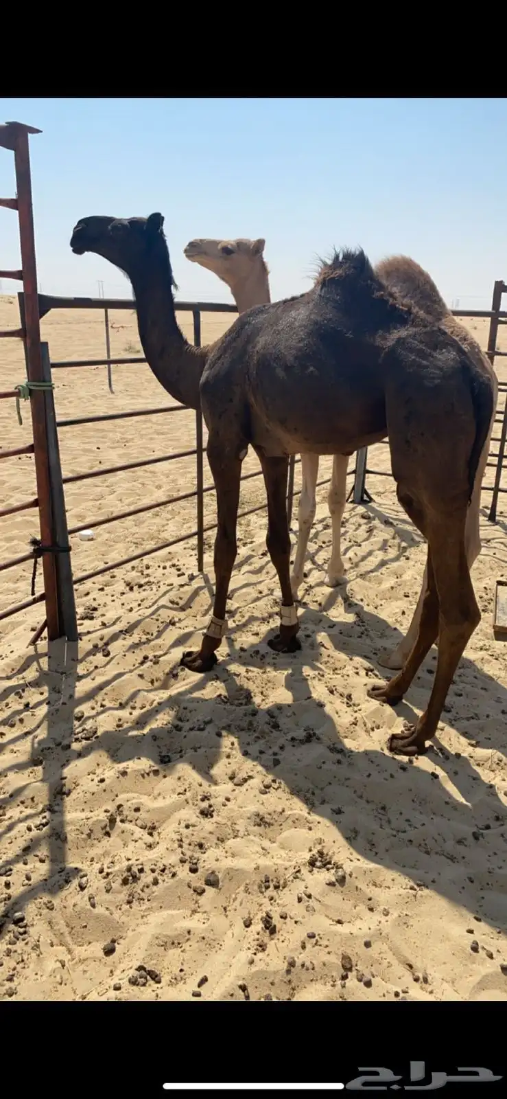 تم البيع 1