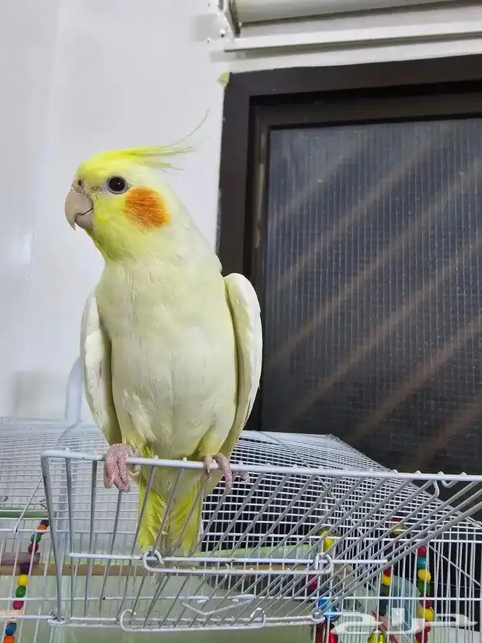 إناثي كروان منتجه 1