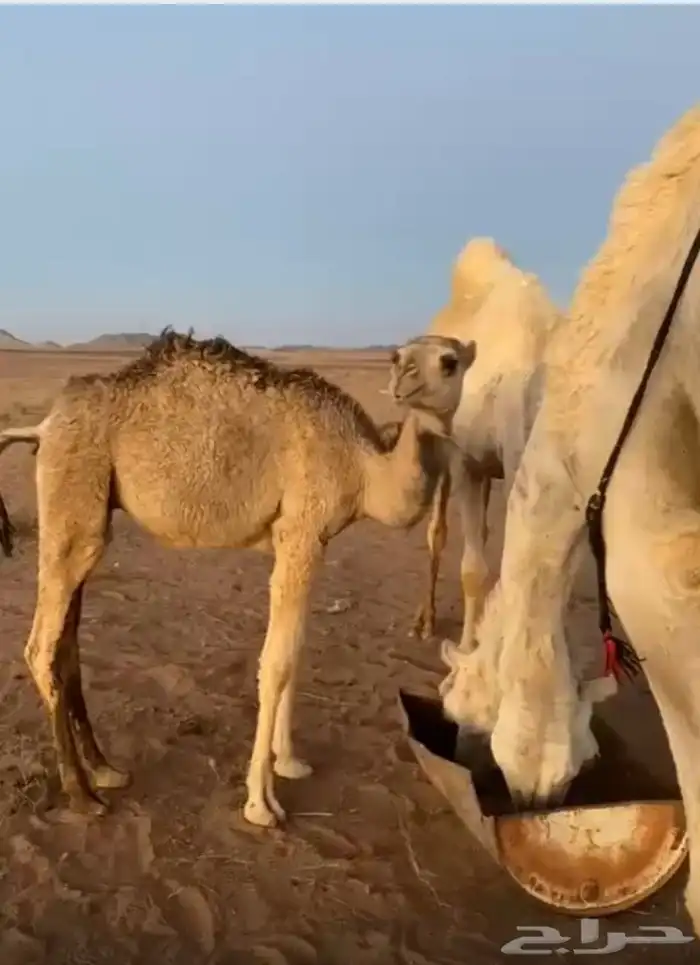 قعود. 0
