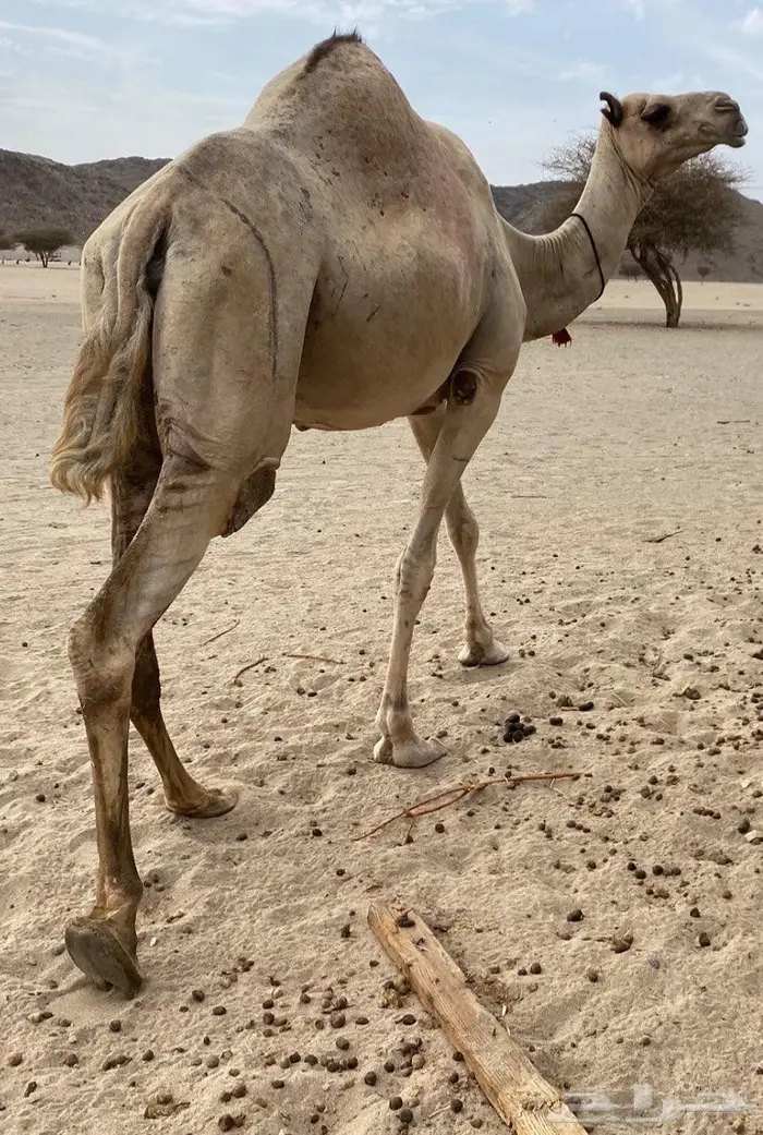 نياق للبيع 0