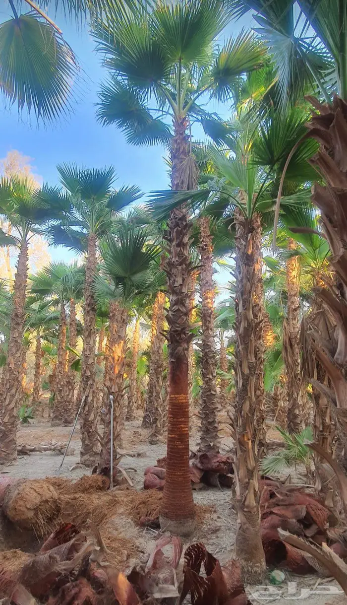 نخيل واشنطن 6