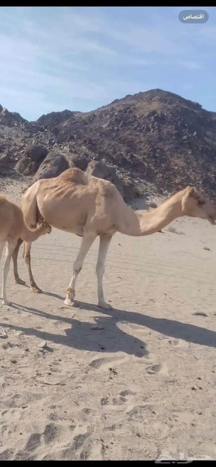 نياق للبيع 1