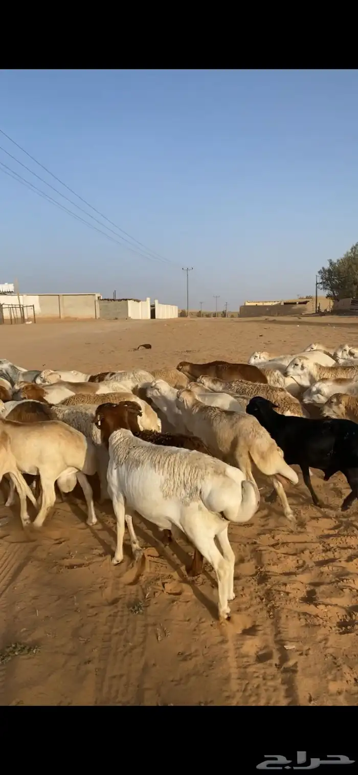 للبيع برابر مرابي 5شهور وا رفيد مرابي 5شهور مربوطه من مزرعة 0