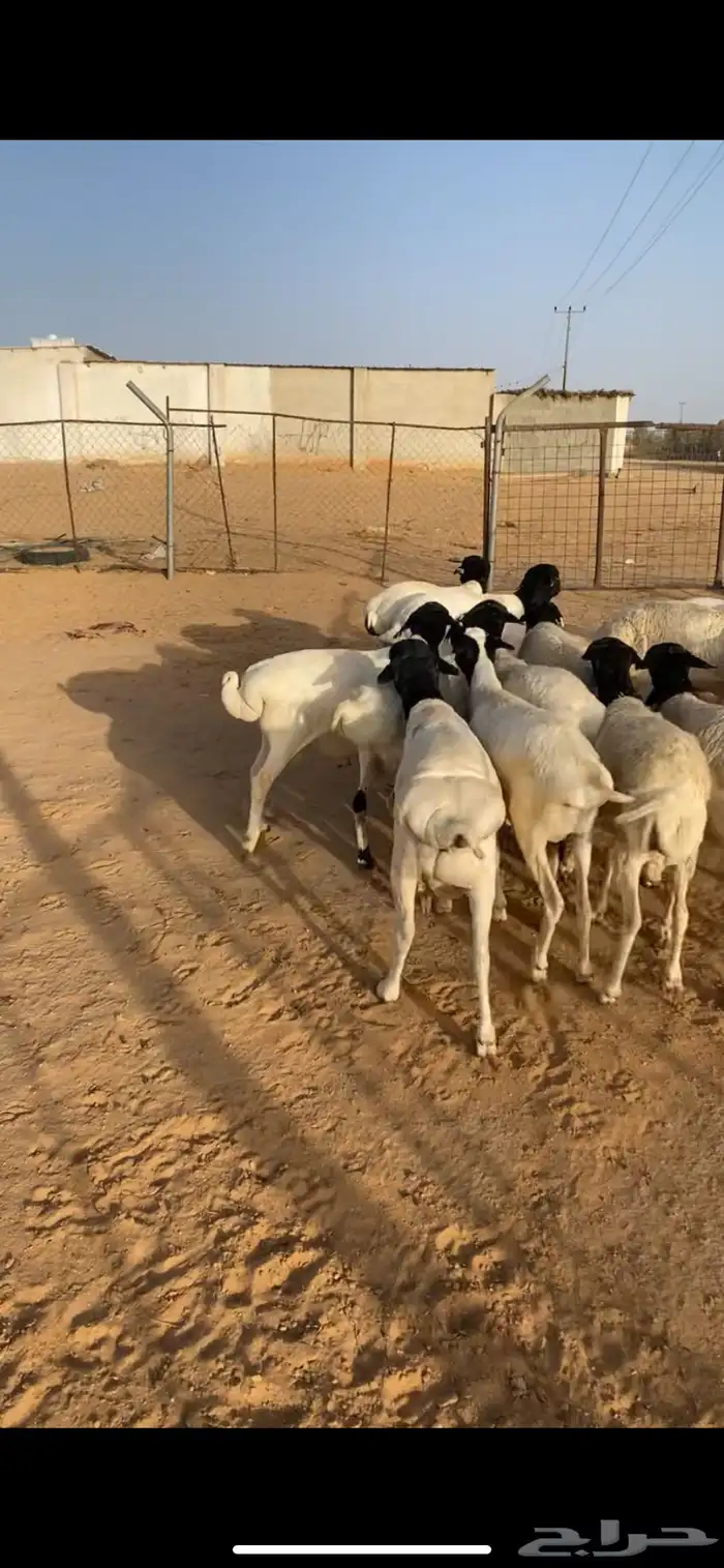 للبيع برابر مرابي 5شهور وا رفيد مرابي 5شهور مربوطه من مزرعة 9