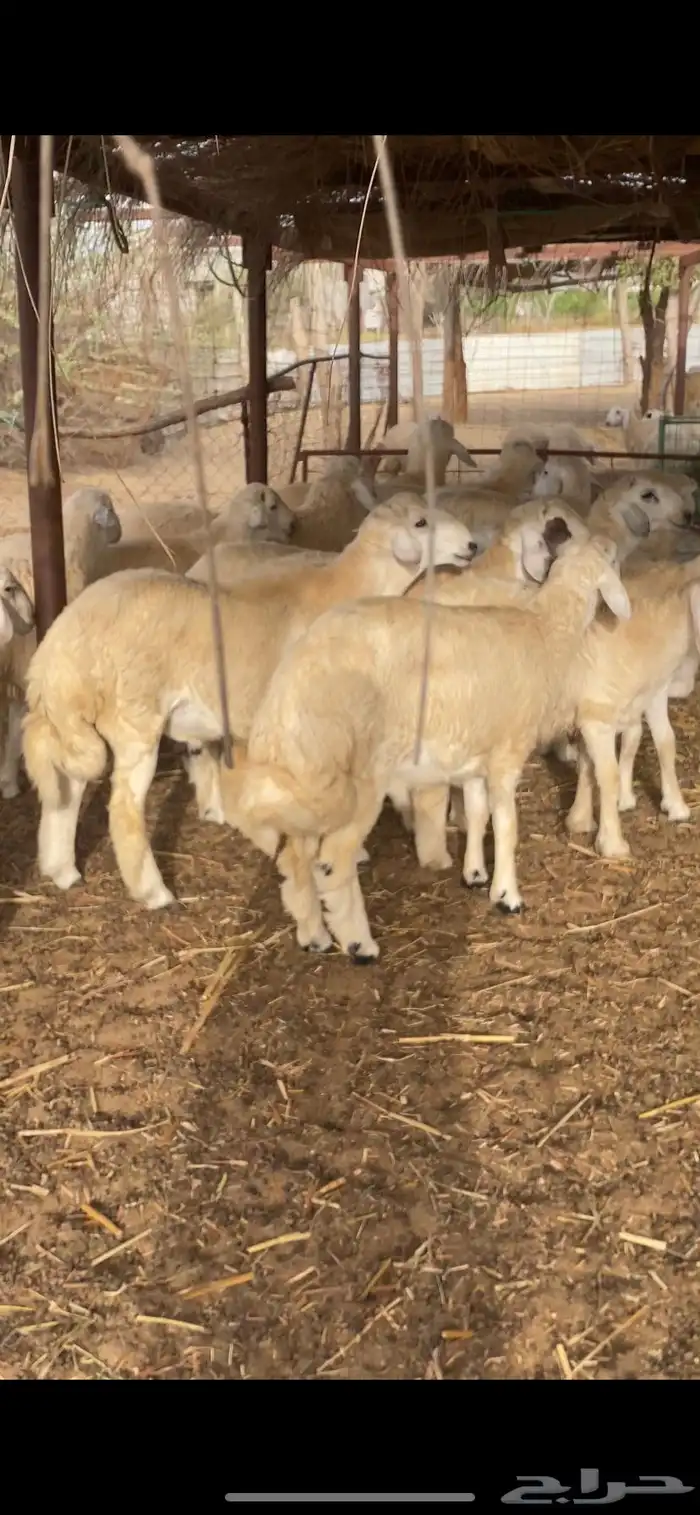 طليان اضاحي جبرة 0