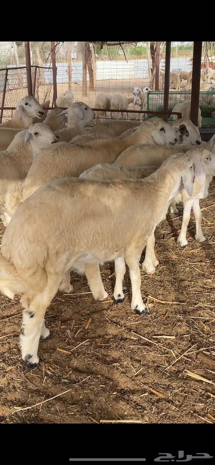 طليان اضاحي جبرة 4