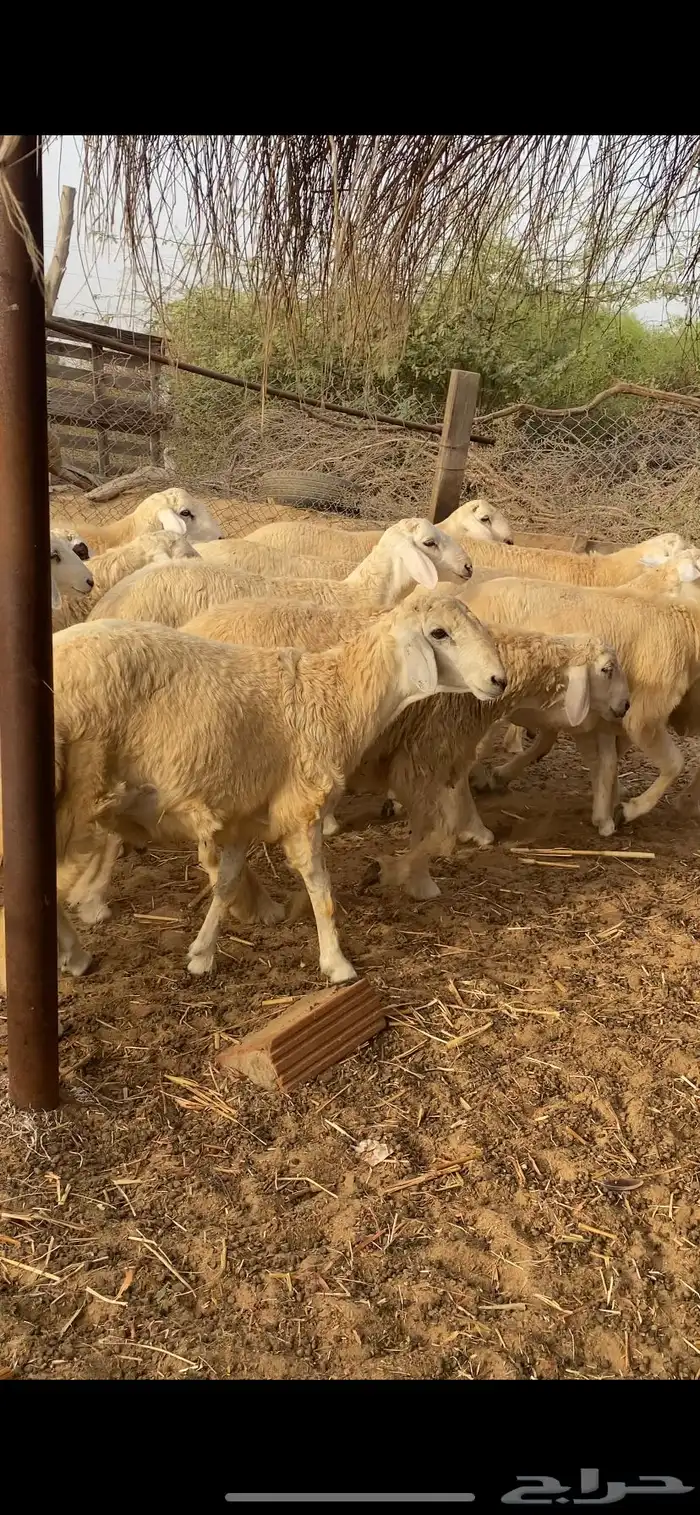 طليان اضاحي جبرة 12