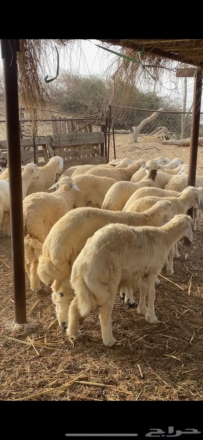طليان اضاحي جبرة 1