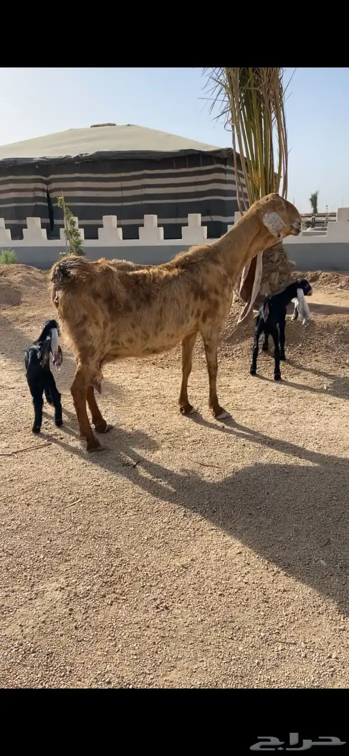 عنز متوم صنف تم البيع 0