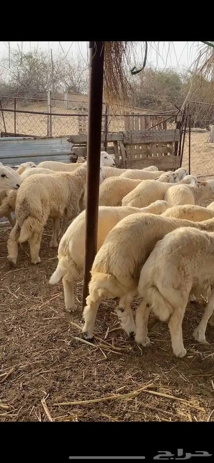 طليان اضاحي جبرة 2