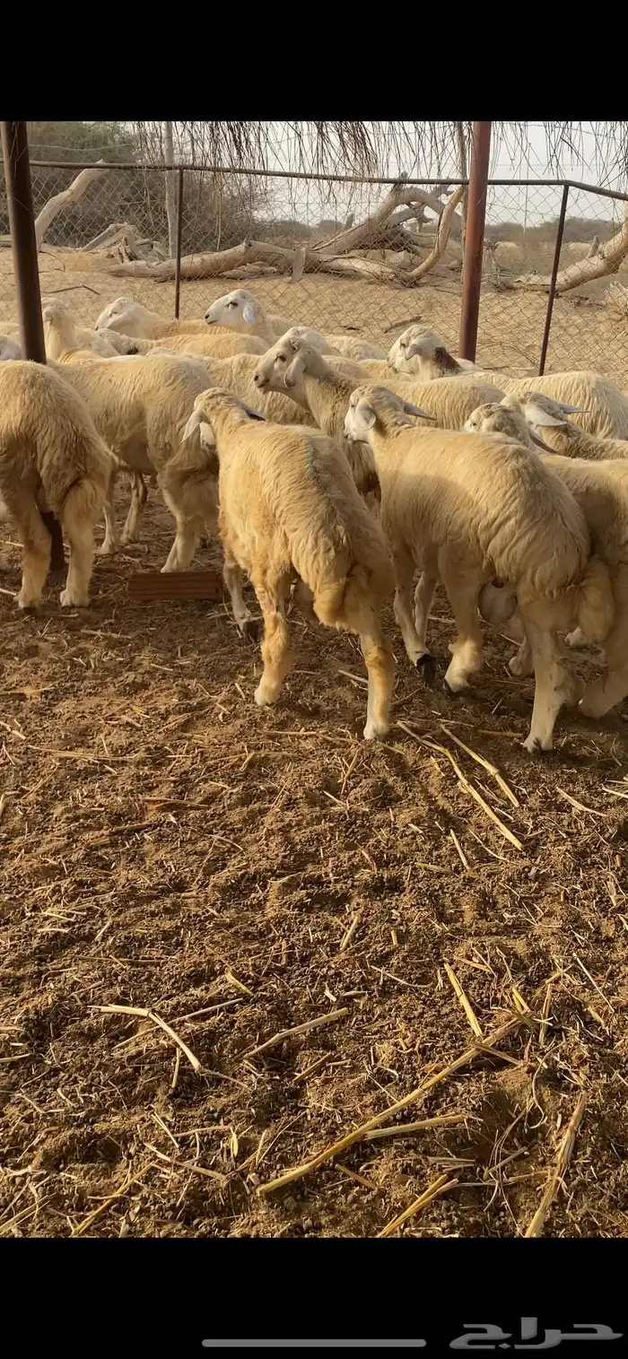 طليان اضاحي جبرة 11