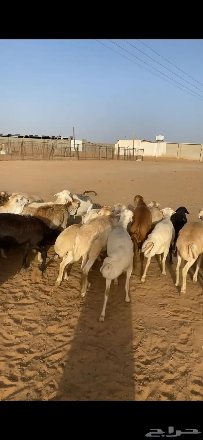 للبيع برابر مرابي 5شهور وا رفيد مرابي 5شهور مربوطه من مزرعة 1