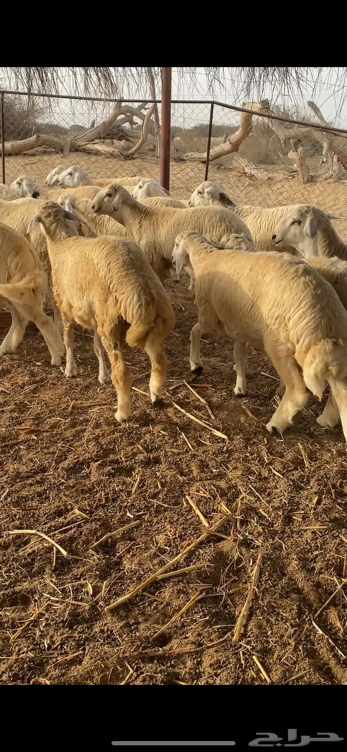 طليان اضاحي جبرة 10